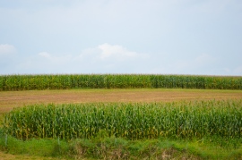Late summer corn